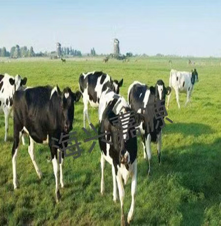 the identification card of the animal