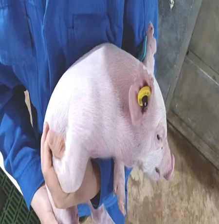 electronic ear tags electronic ear tags